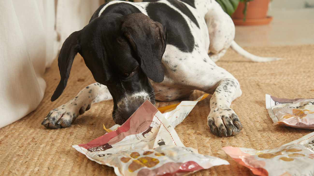 Quanto deve mangiare al giorno un cane
