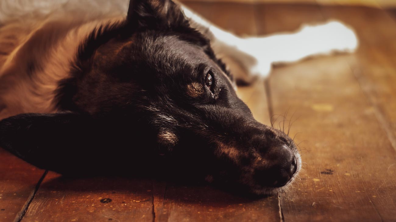 calculos renales en perros