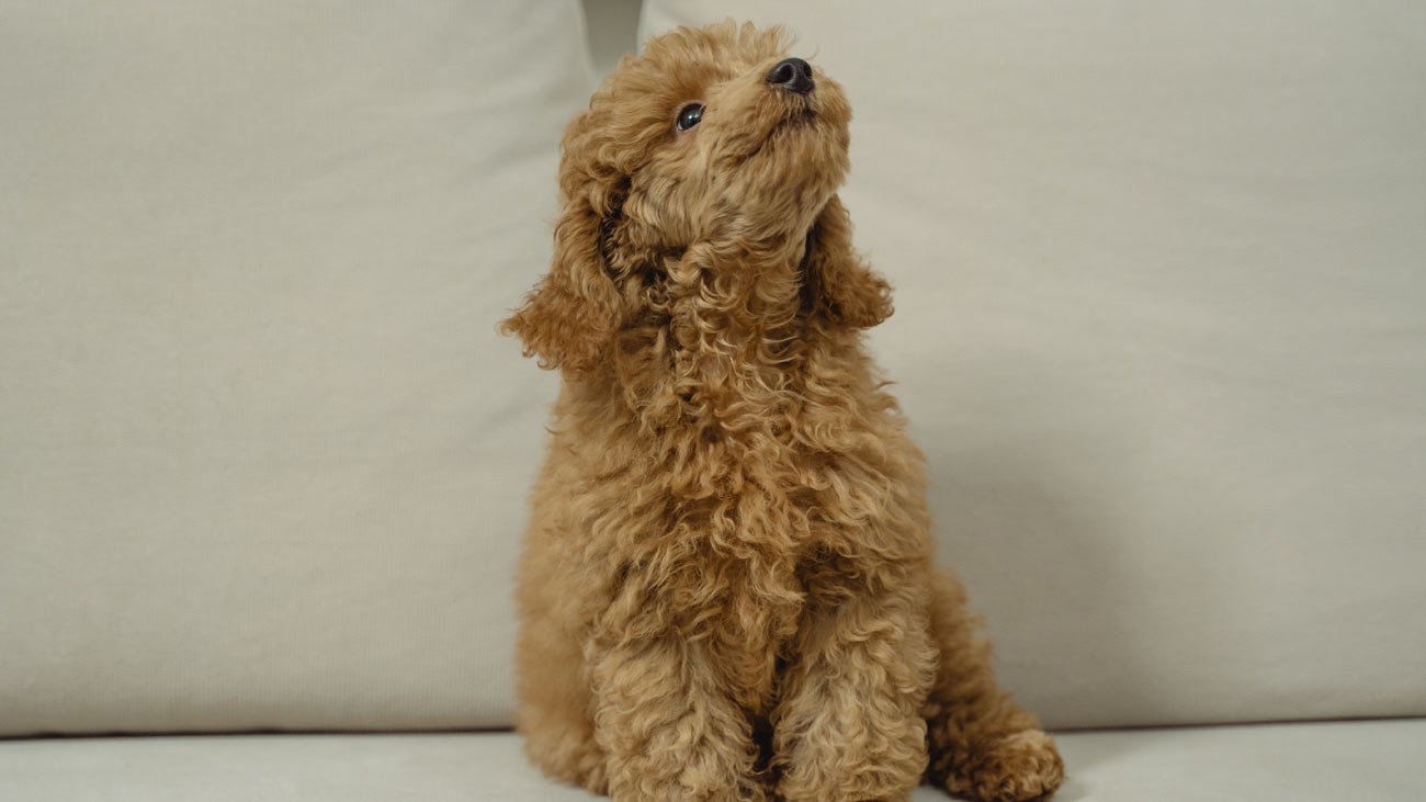 disintossicazione del cane