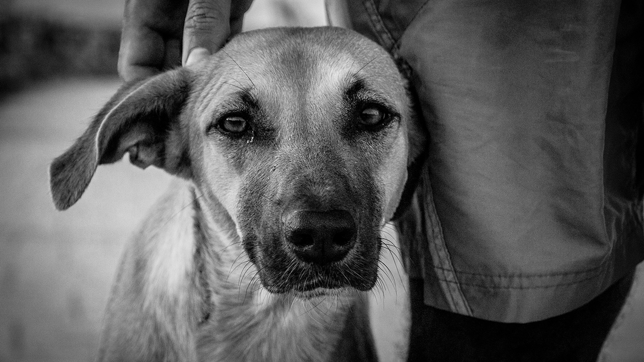 Leishmania chien