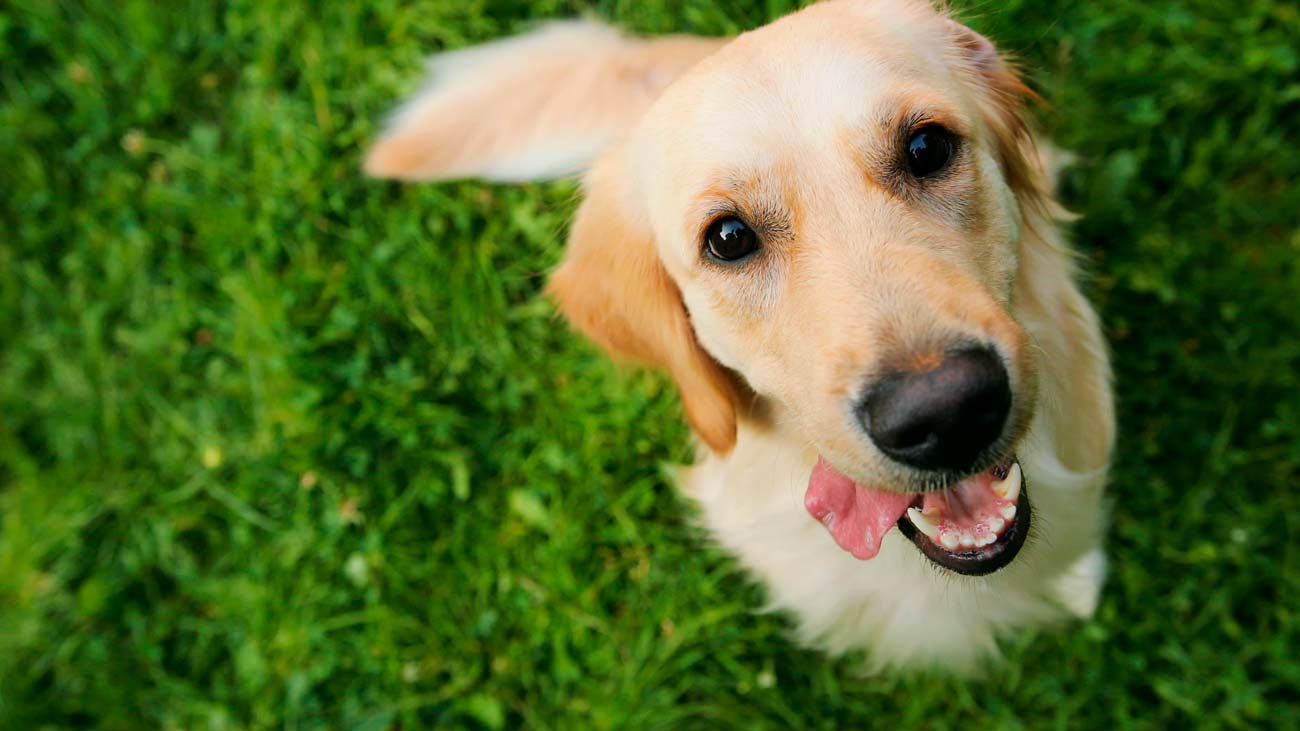 golden retriver caractère