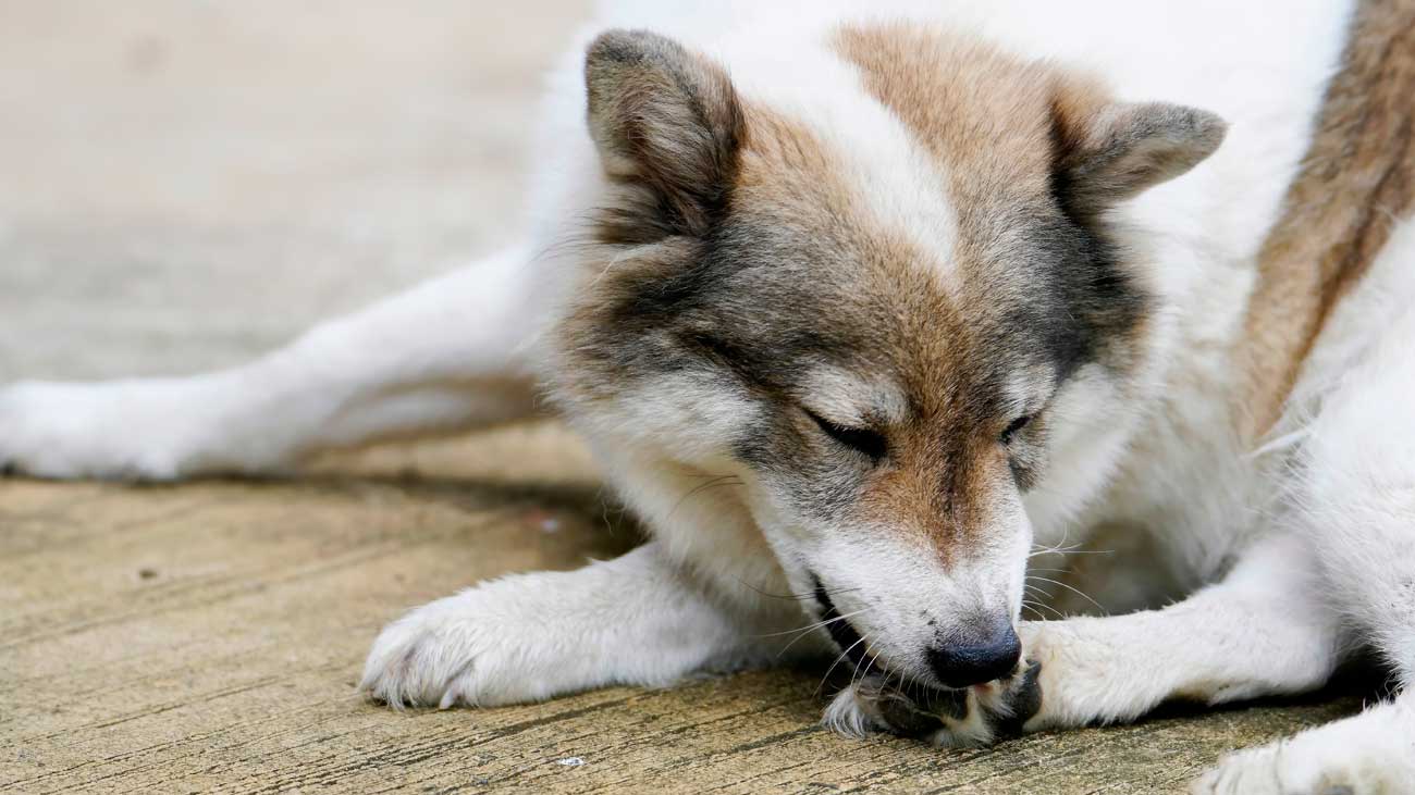 lamido excesivo perros