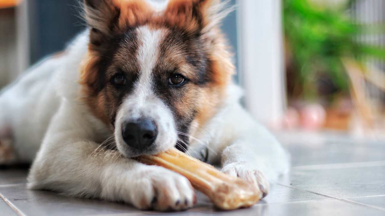 Mon chien se jette sur la nourriture