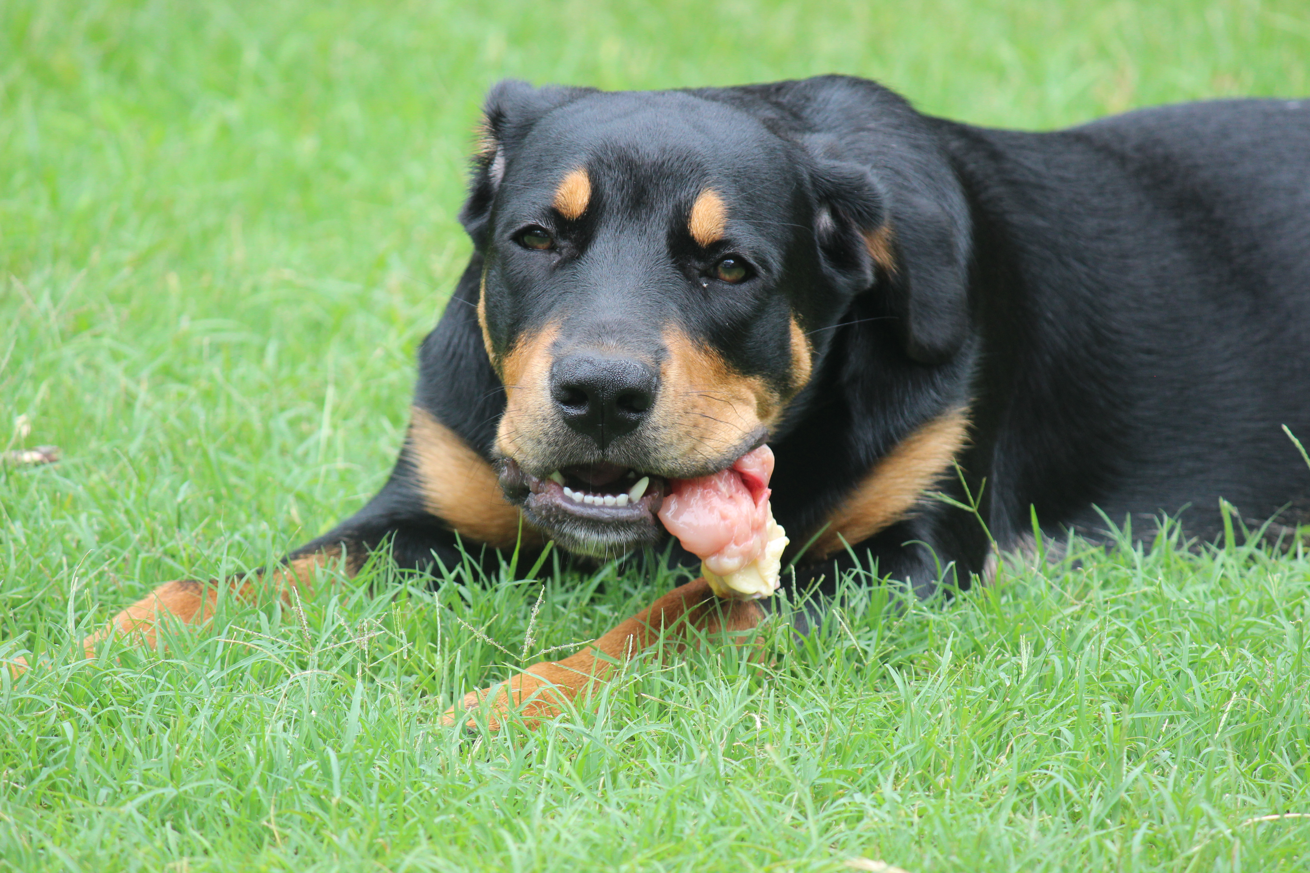 dieta barf perro