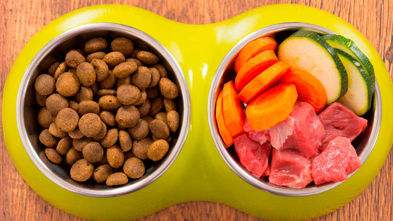 tipos comida perros