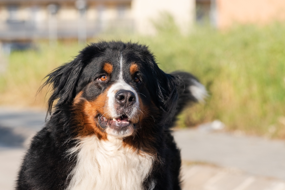 bouvier bernois chien