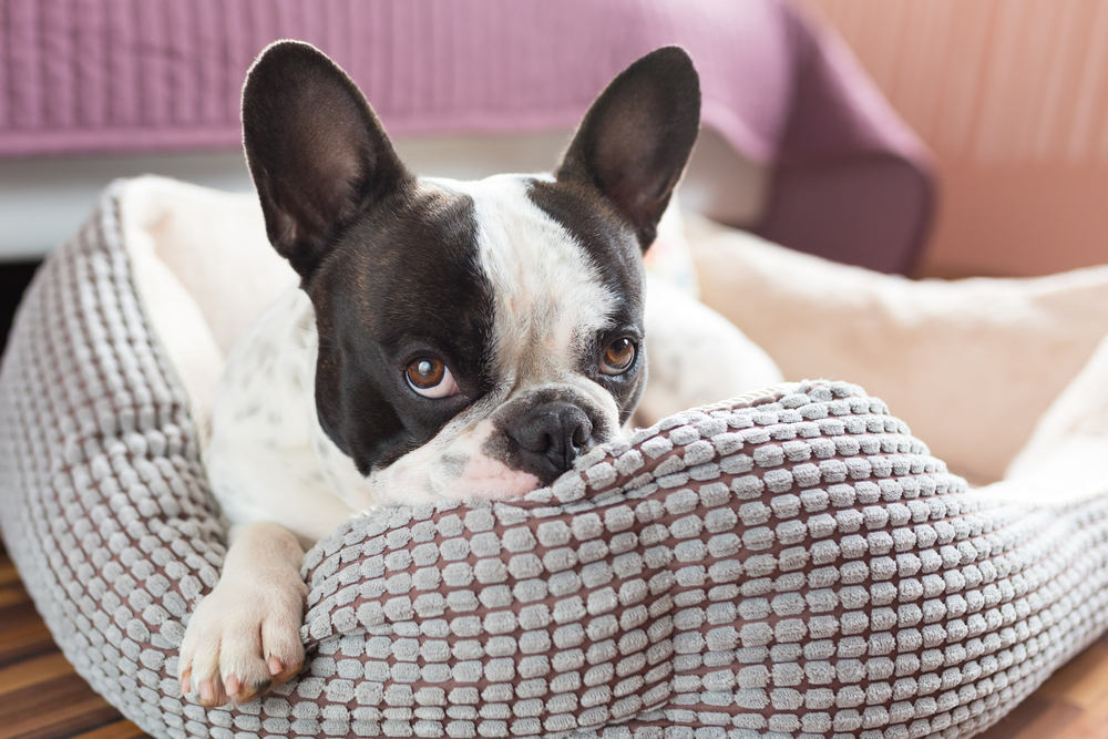 bulldog francese casa