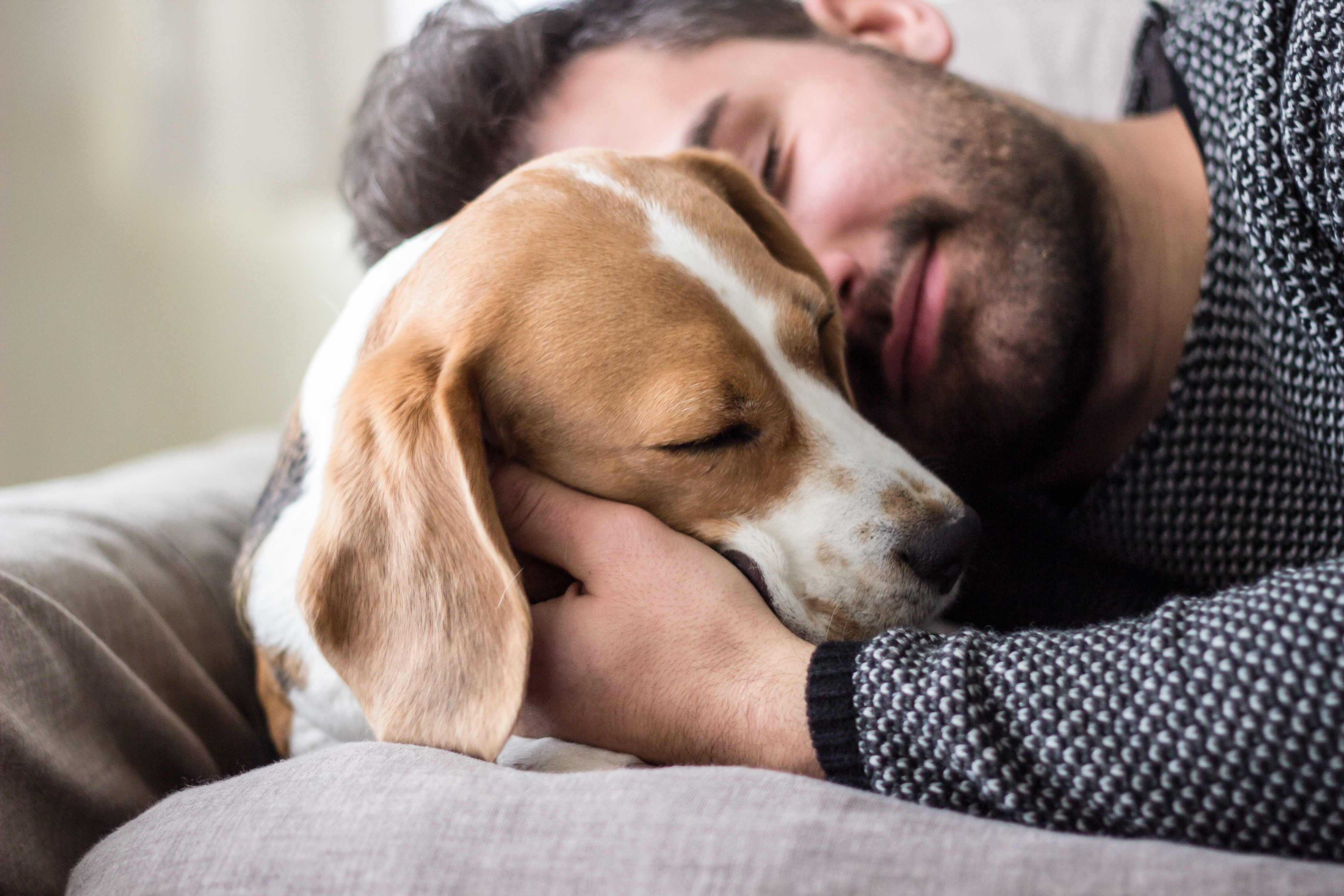 cane-di-razza-beagle