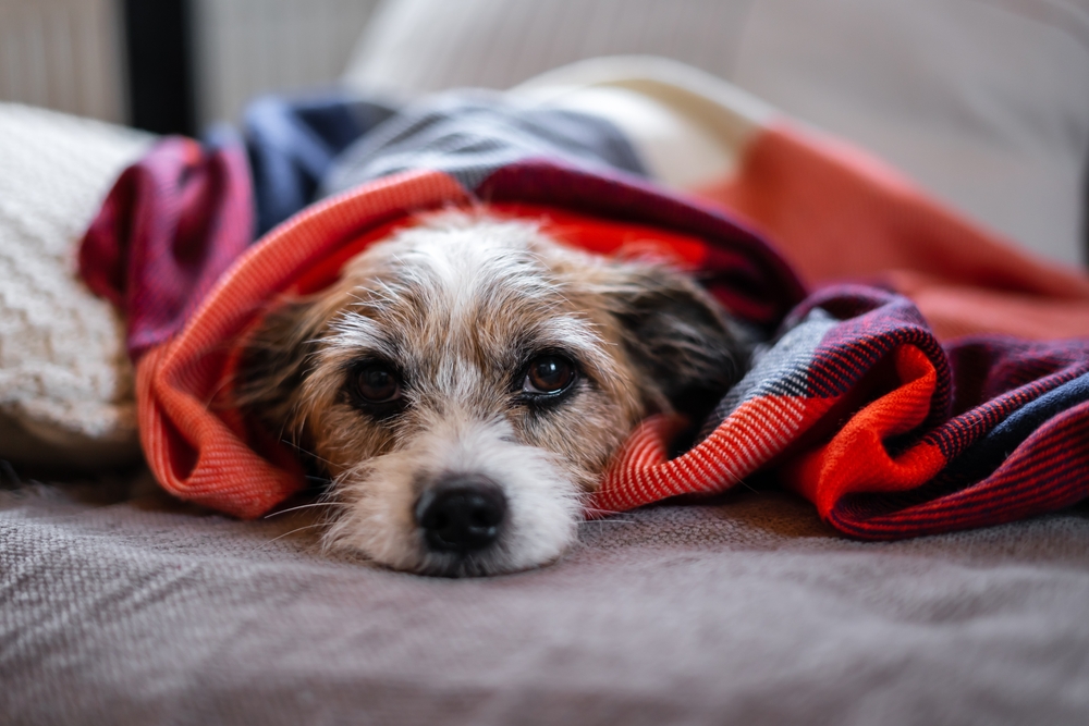 cimurro cani trattamenti