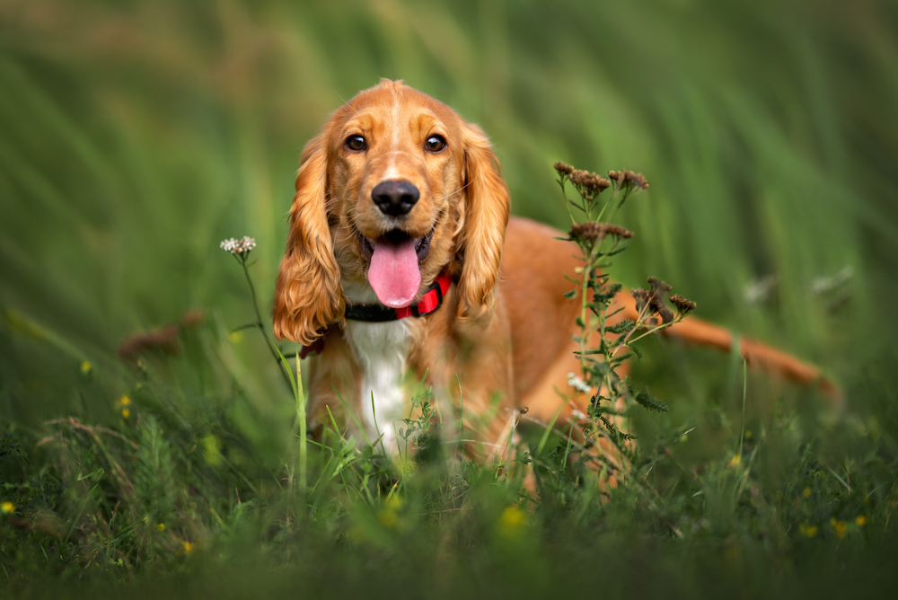cocker spaniel