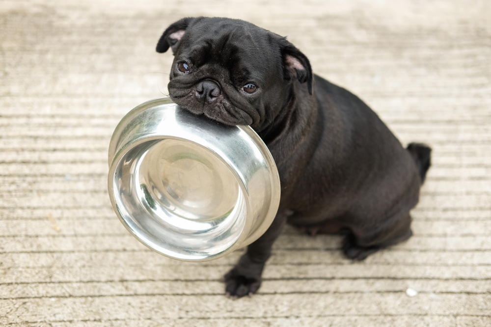 comida natural cachorro