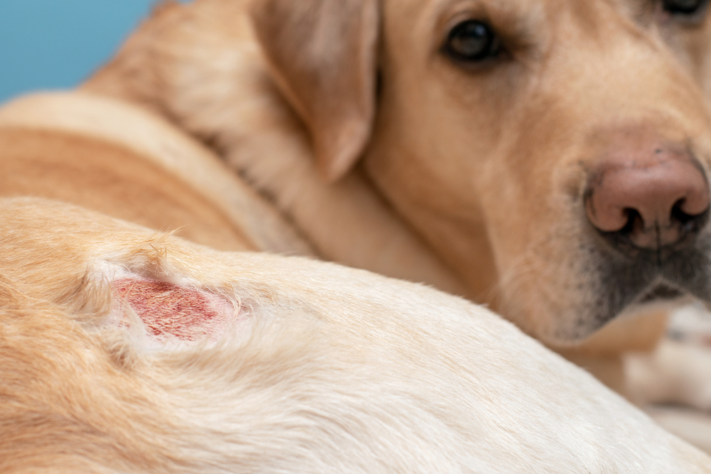 dermatite atopique chien