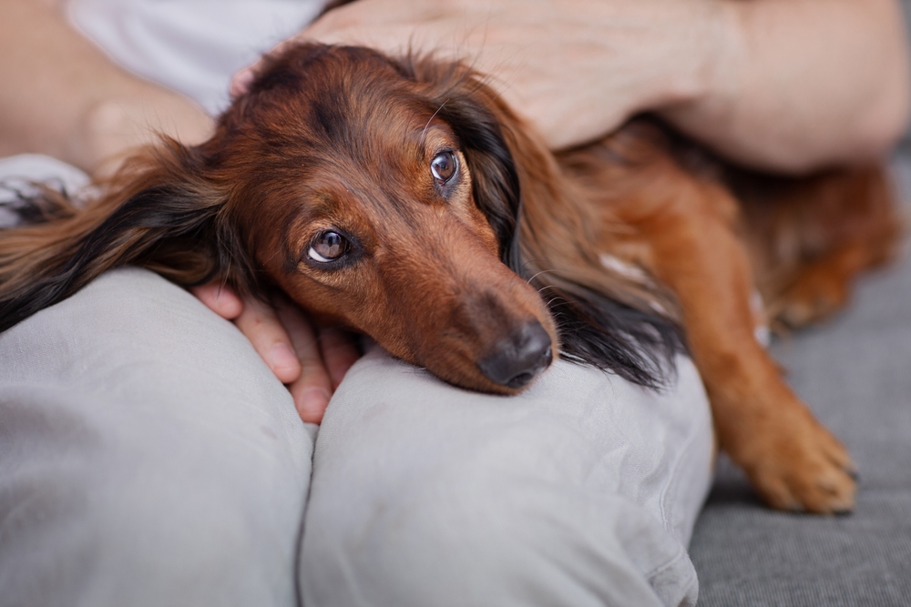 enfermedades comunes perros