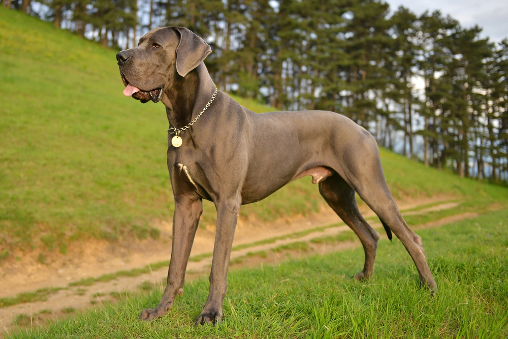 grand danois chien