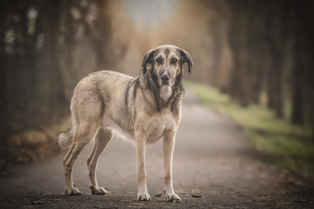 mastiff chien