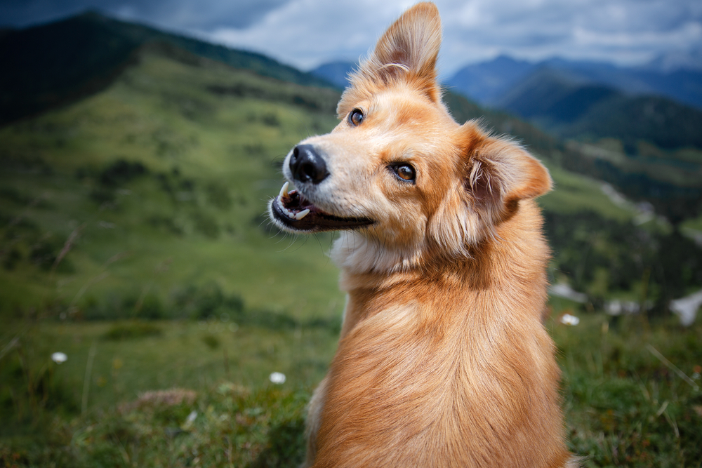 perro bonito