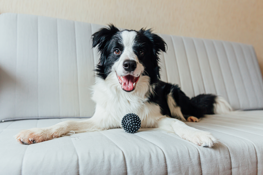 perro border collie