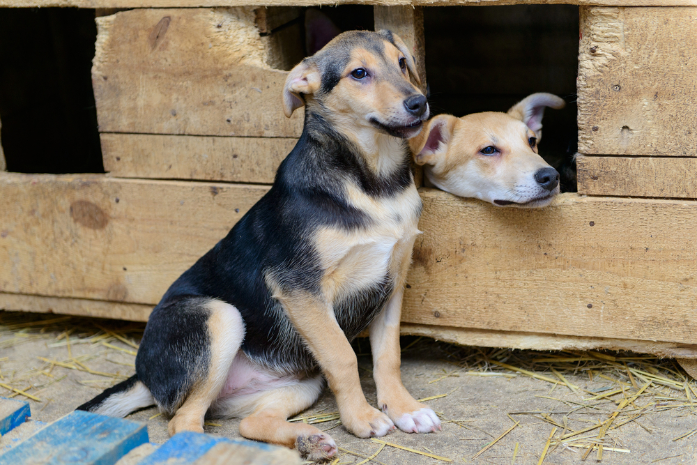 perros mestizos