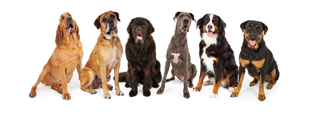 races geantes chien