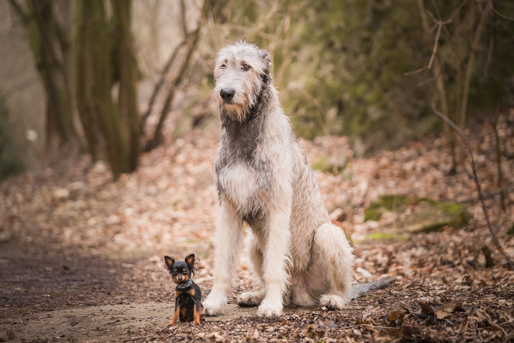 raza perro gigante