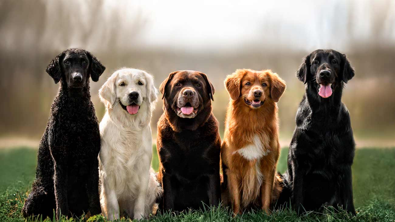 razas perros