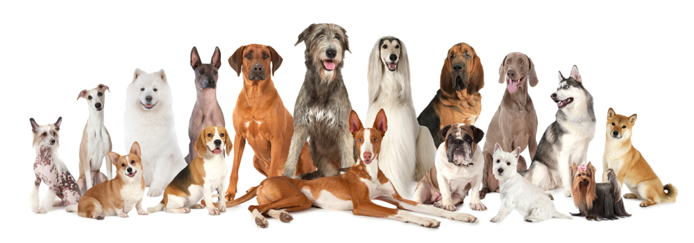 todas razas perros