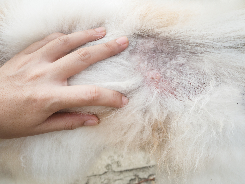 traitement dermatite chien