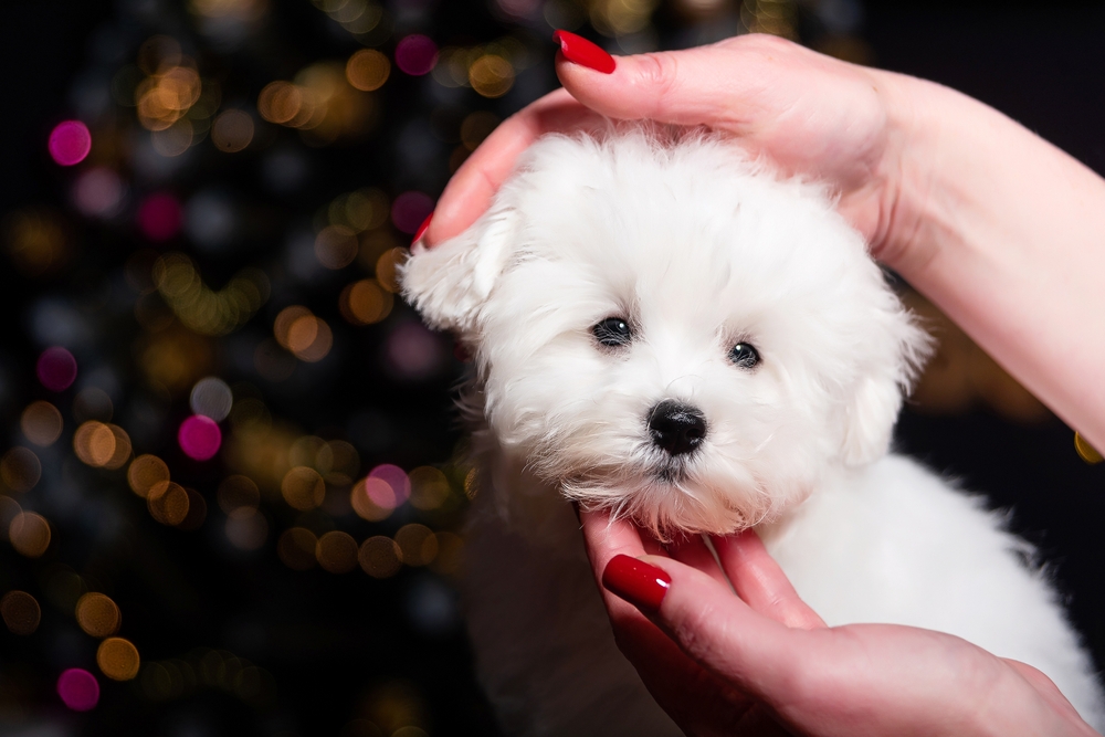 Bichon frise