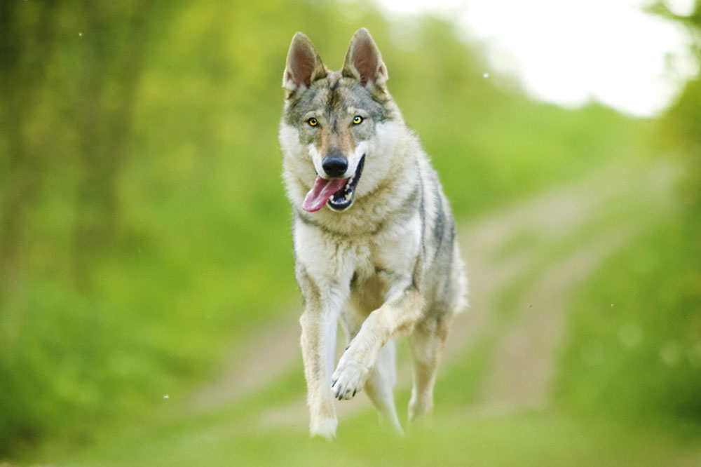 Caracter del Perro lobo de Saarloos Caracter del Perro lobo de Saarloos