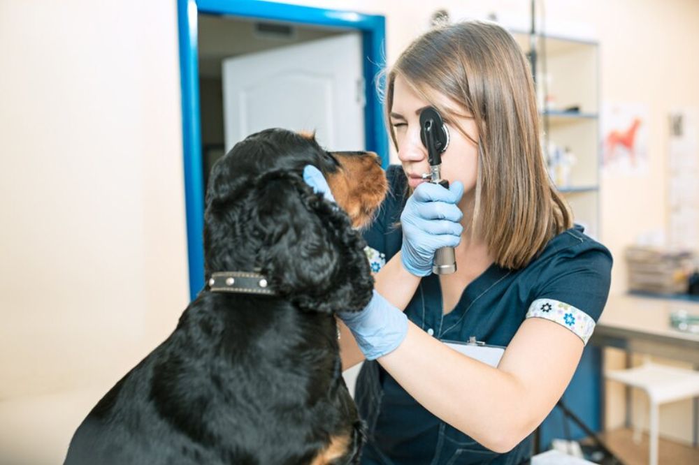 Cause di congiuntivite dei cani