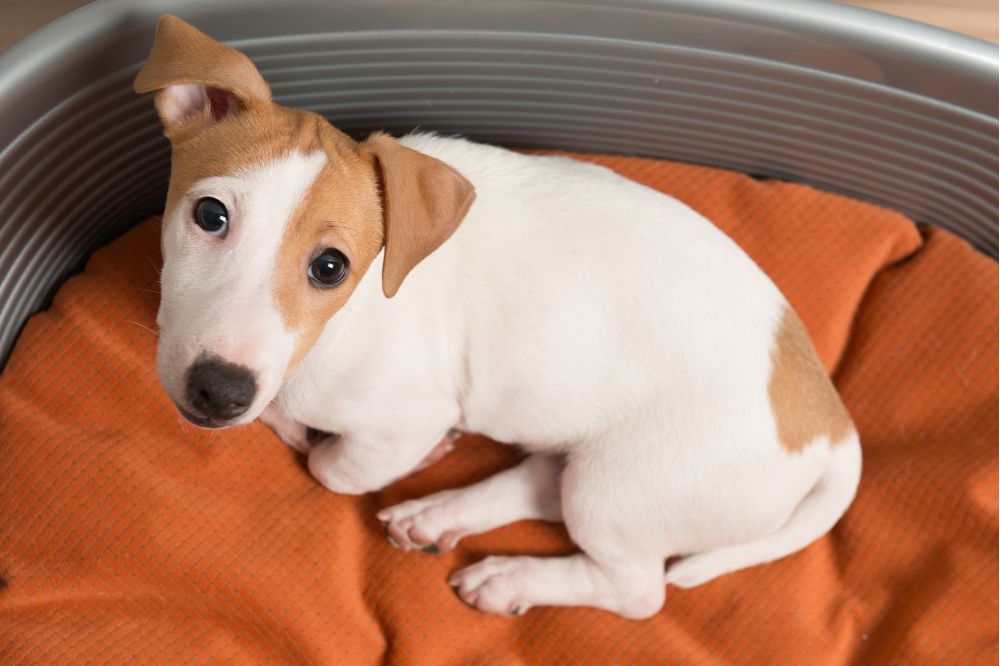 Combien de temps faut il pour guérir la diarrhée chez les chiens
