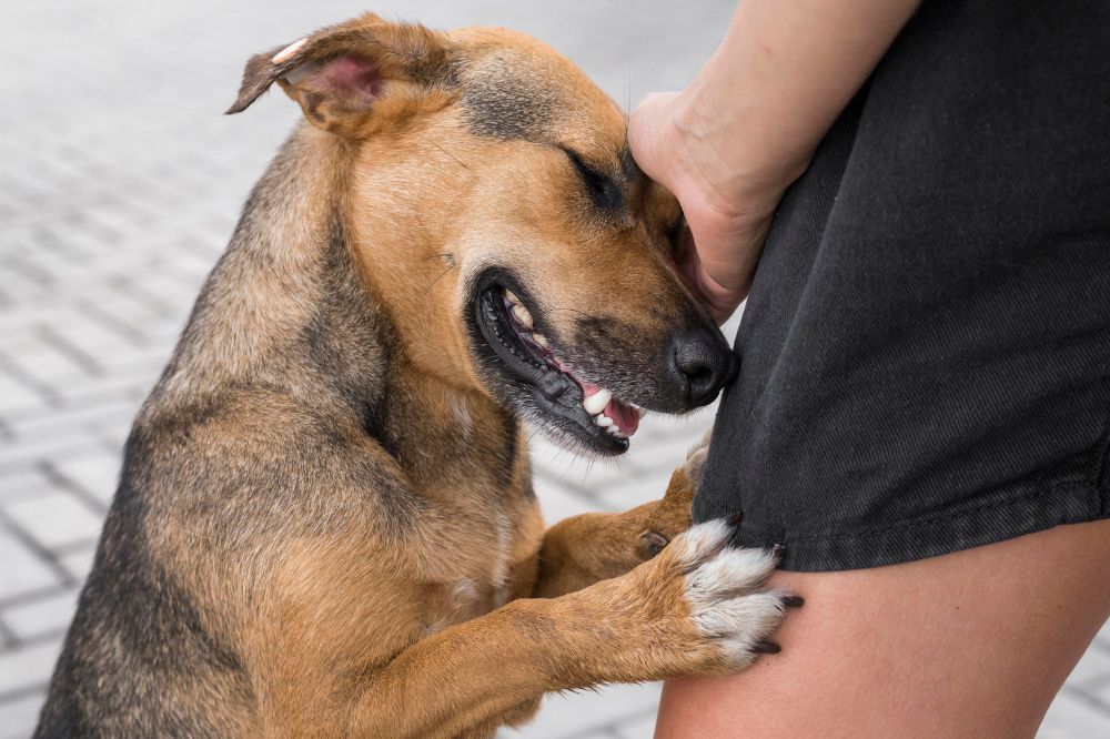 Come prevenire l'allergia nei cani