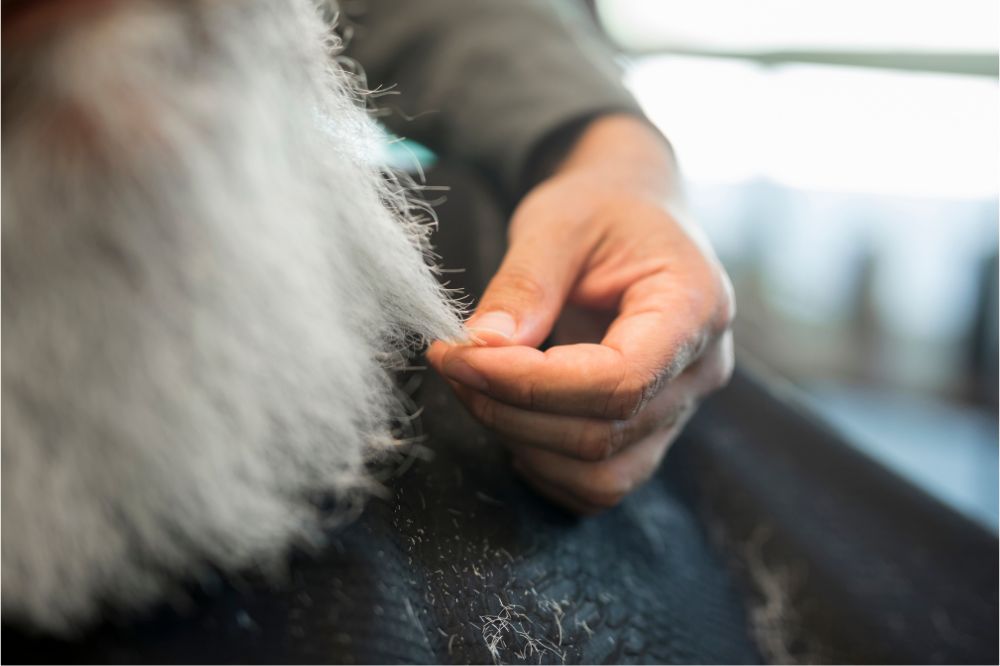 Comment éviter la chute de cheveux chez les chiens