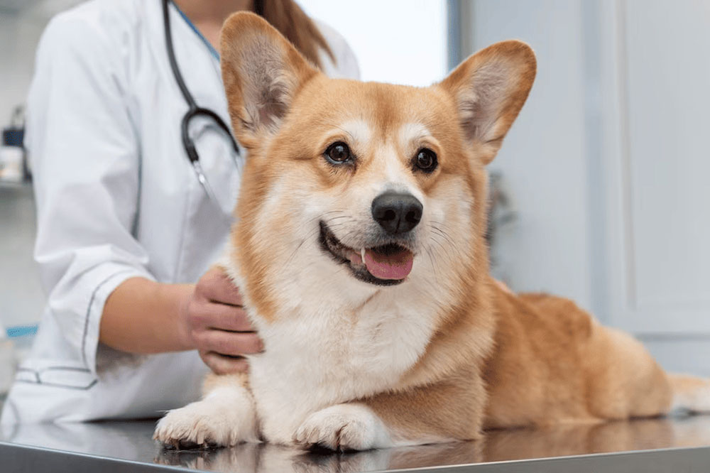Diagnosi di tosse canina nei cani Diagnosi di tosse canina nei cani