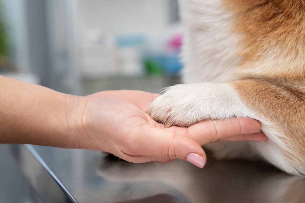 Diagnostic de la dermatite atopique chez le chien