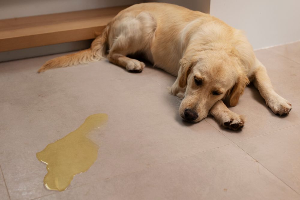 Diagnostic du sang dans l’urine