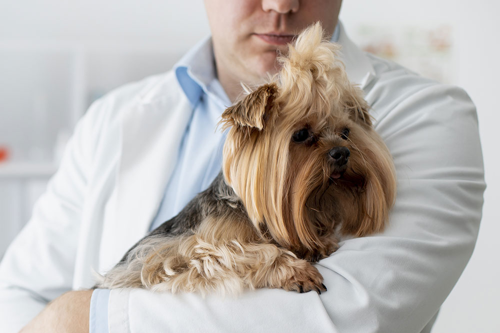 I sintomi del diabete canino