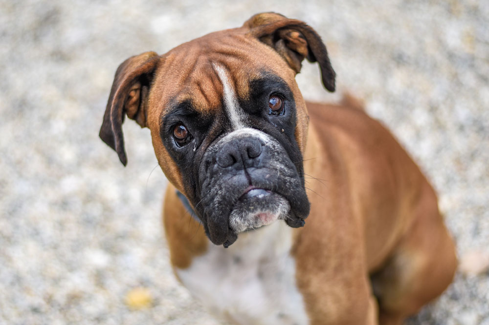 I sintomi della stitichezza canina