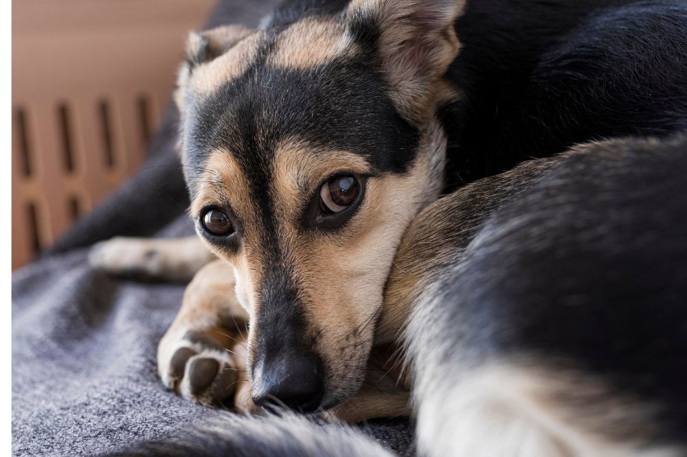 Parvovirus