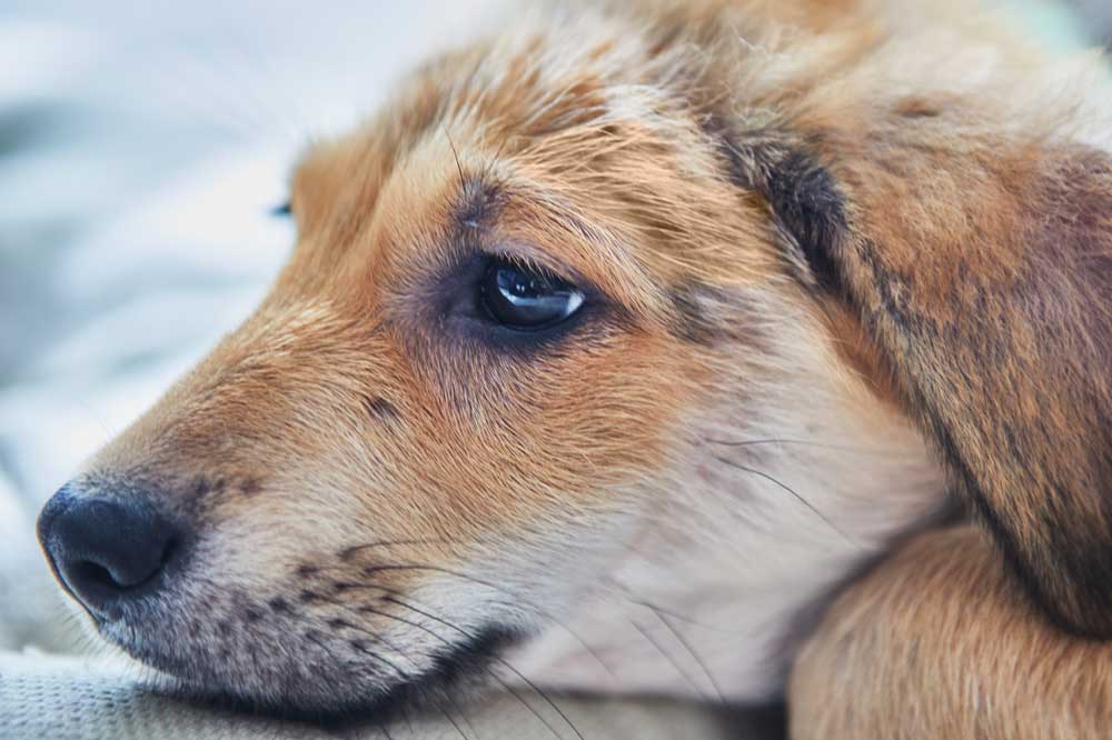 Parvovirus