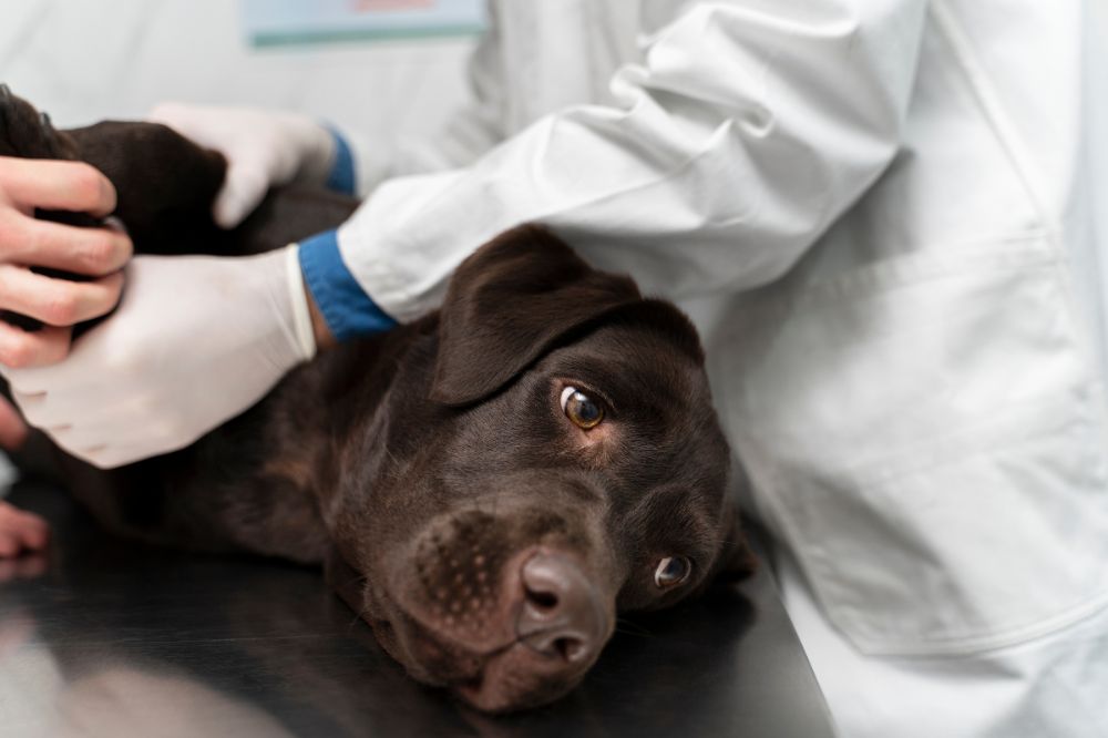 Remèdes maison pour la bronchite canine