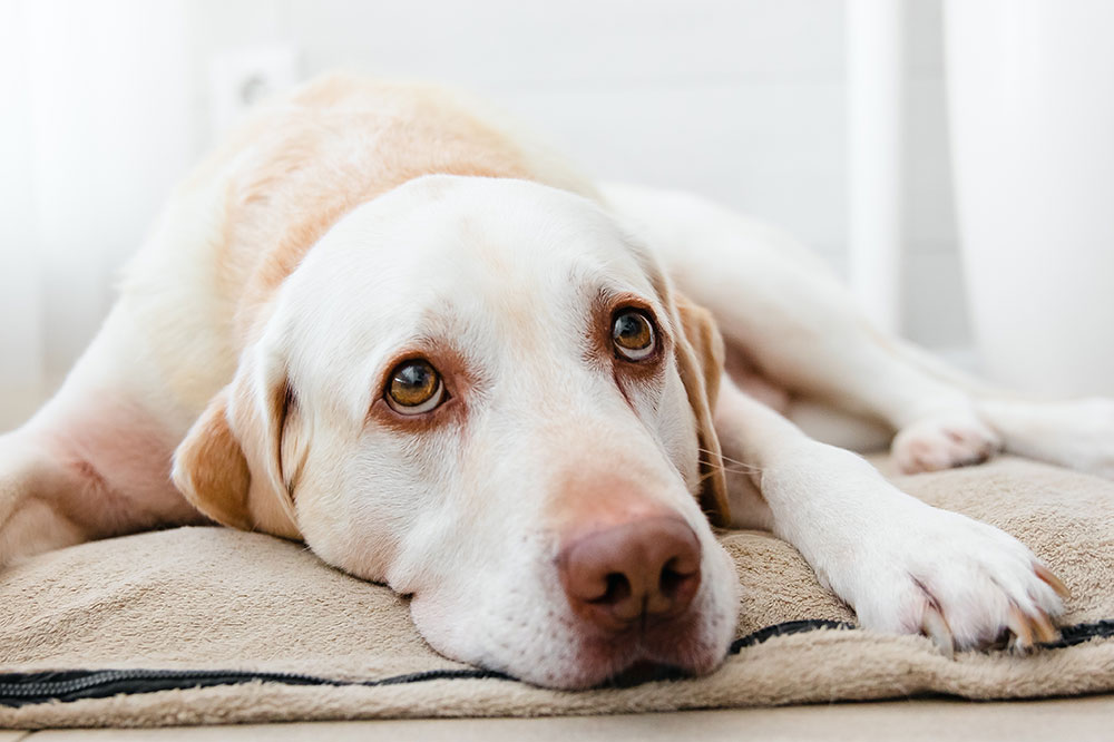 Rimedi popolari per la tigna dei cani