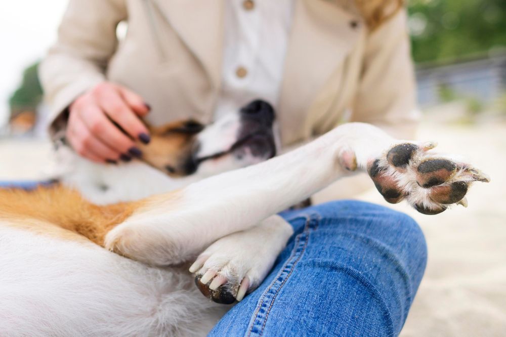Symptômes d’une hernie discale chez le chien