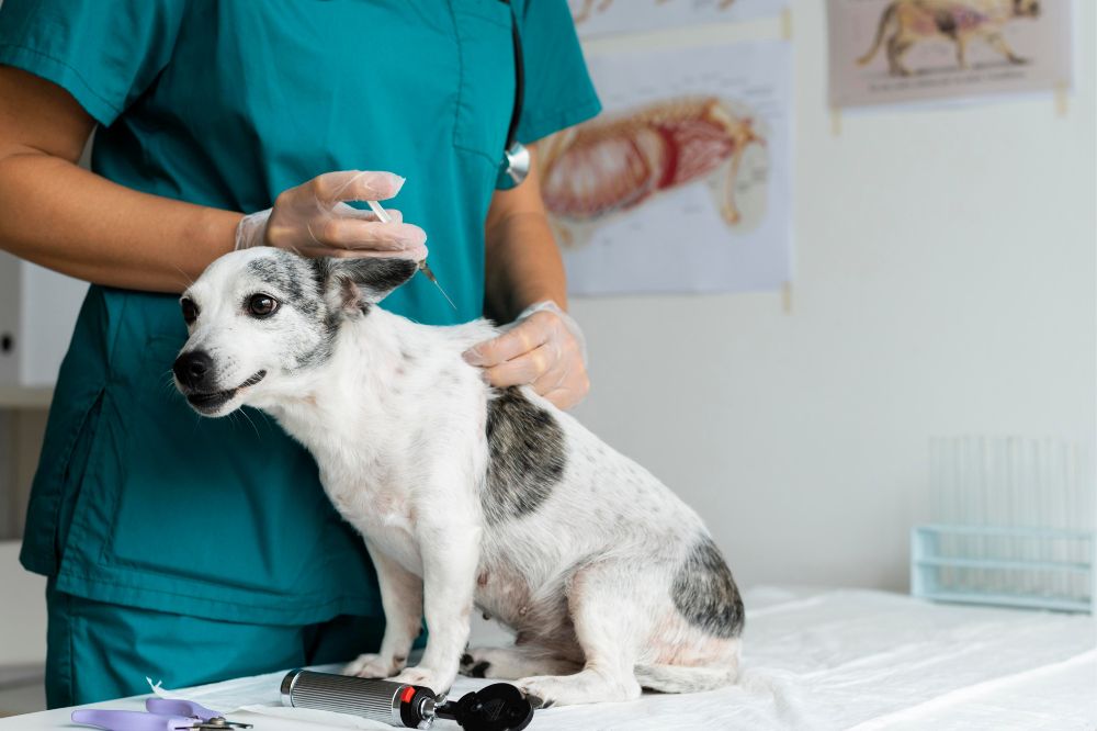 Traitement de l’hypothyroïdie