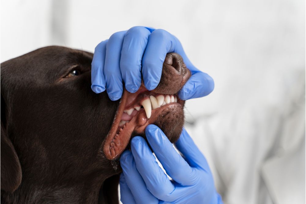 Traitement pour enlever le tartre des dents