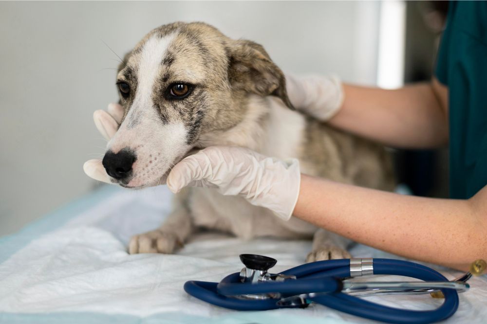 Trattamenti per le malattie cardiache nel cane