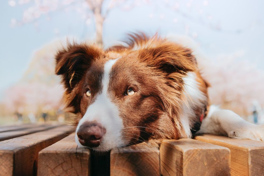 Trattamento per le difficolta respiratorie dei cani