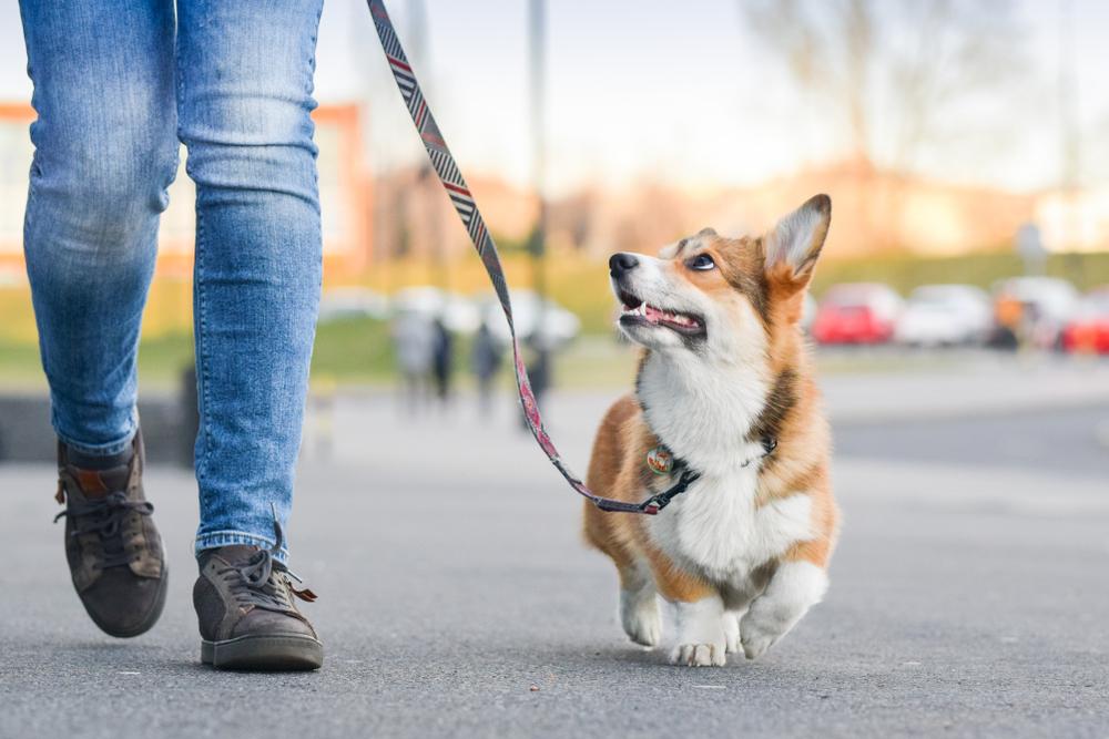 Welsh,Corgi,Pembroke,Dog,Walking,Nicely,On,A,Leash,With