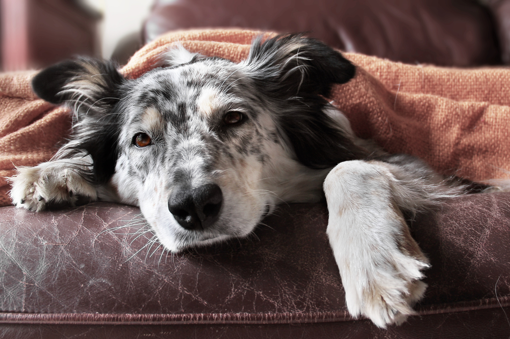 cane-border-collie-insufficienza-renale