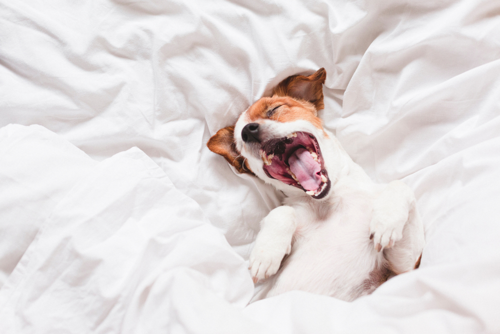 bronchite canina